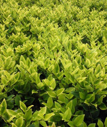 綠化苗木如何選購(gòu)？