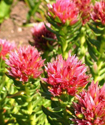 宿根花卉小知識(shí)有哪些呢？