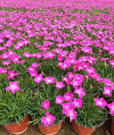 歐石竹扦插繁殖的方法是什么？