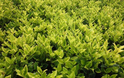 綠化苗木如何選購？