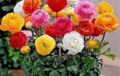 室內(nèi)養(yǎng)花有哪些注意事項？