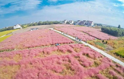 粉黛亂子草的種植方法