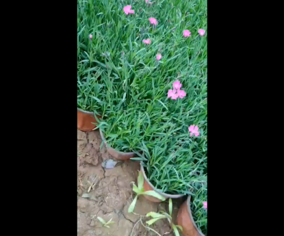 時(shí)令草花 - 歐石竹