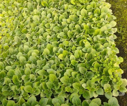 大巖桐（穴盤(pán)苗）