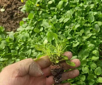 角堇（穴盤(pán)苗）