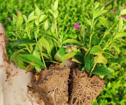 滿(mǎn)天星（穴盤(pán)苗）