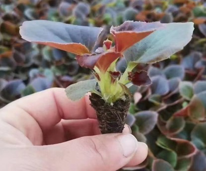 四季海棠（穴盤(pán)苗）