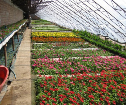 花卉溫室大棚