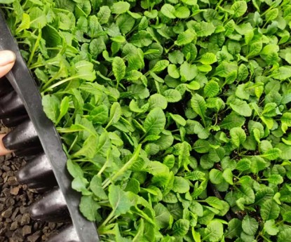 報(bào)春花（穴盤(pán)苗）