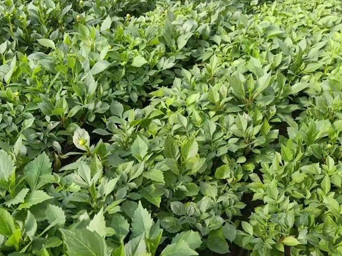 小麗花(穴盤苗)