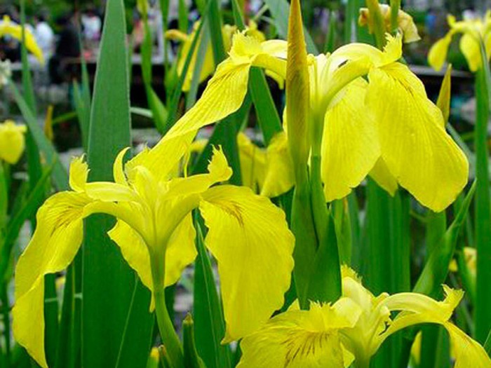 黃菖蒲
