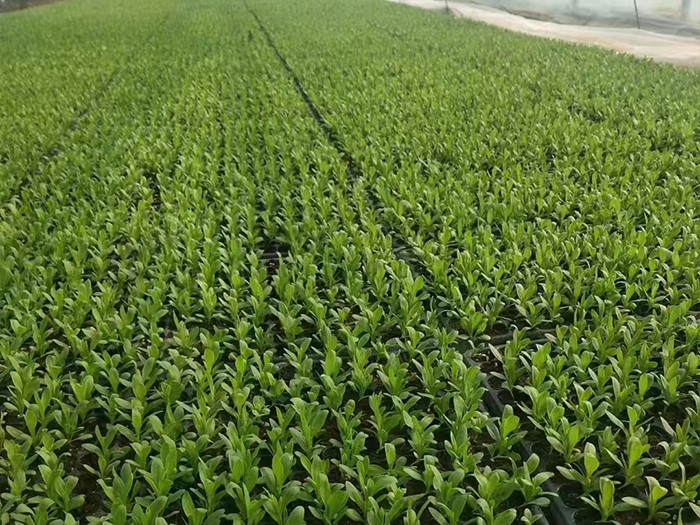 美國雜交石竹（穴盤苗）