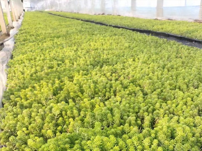 金葉佛甲草（穴盤苗）