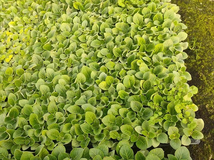 大巖桐（穴盤苗）