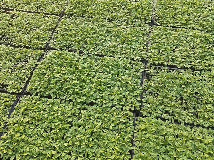 牽牛（穴盤苗）