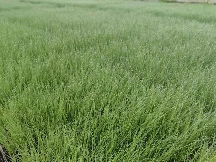 粉黛亂子草（穴盤(pán)苗）