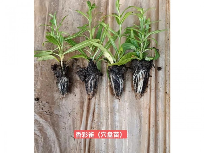 香彩雀(穴盤苗)