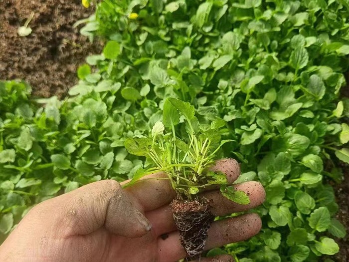 角堇（穴盤(pán)苗）