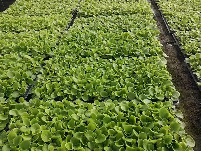 四季海棠:綠葉（穴盤(pán)苗）