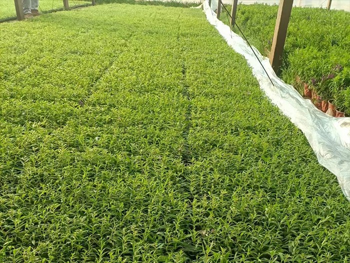 香彩雀（穴盤(pán)苗）