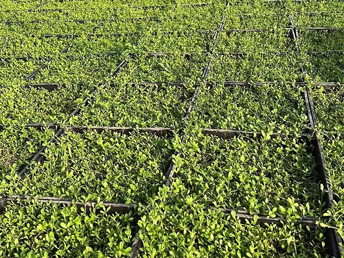 姬巖垂草（穴盤苗）