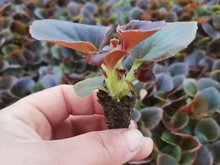 四季海棠（穴盤苗）