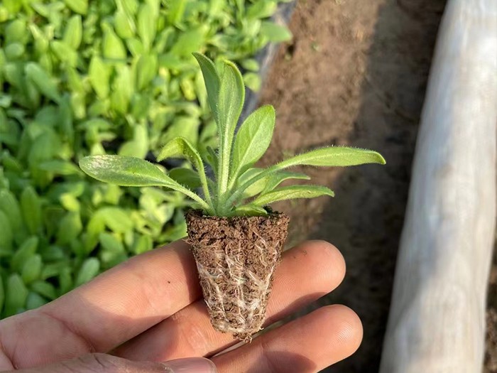 矮牽牛（穴盤苗）