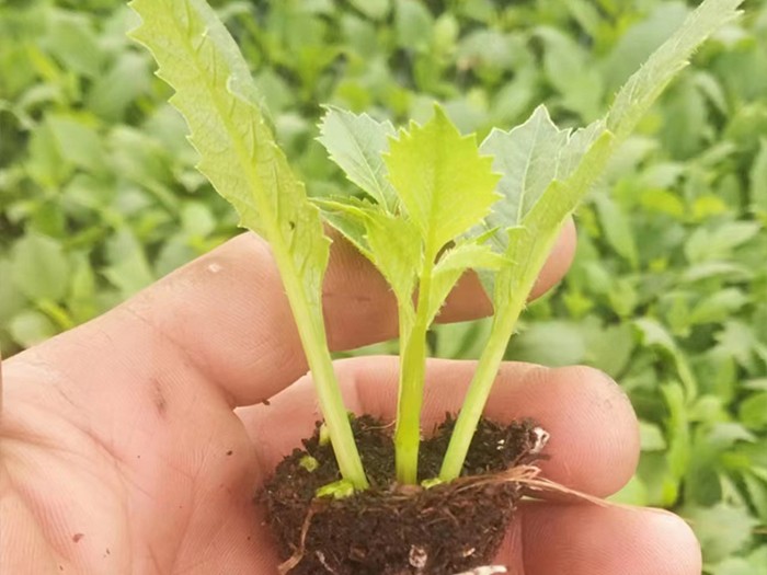 小麗花（穴盤苗）