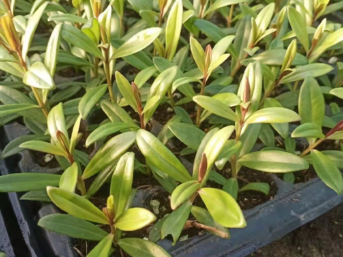 長介花(穴盤苗)