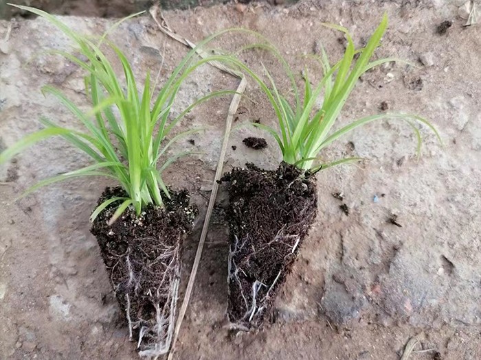 佛子茅（穴盤(pán)苗）